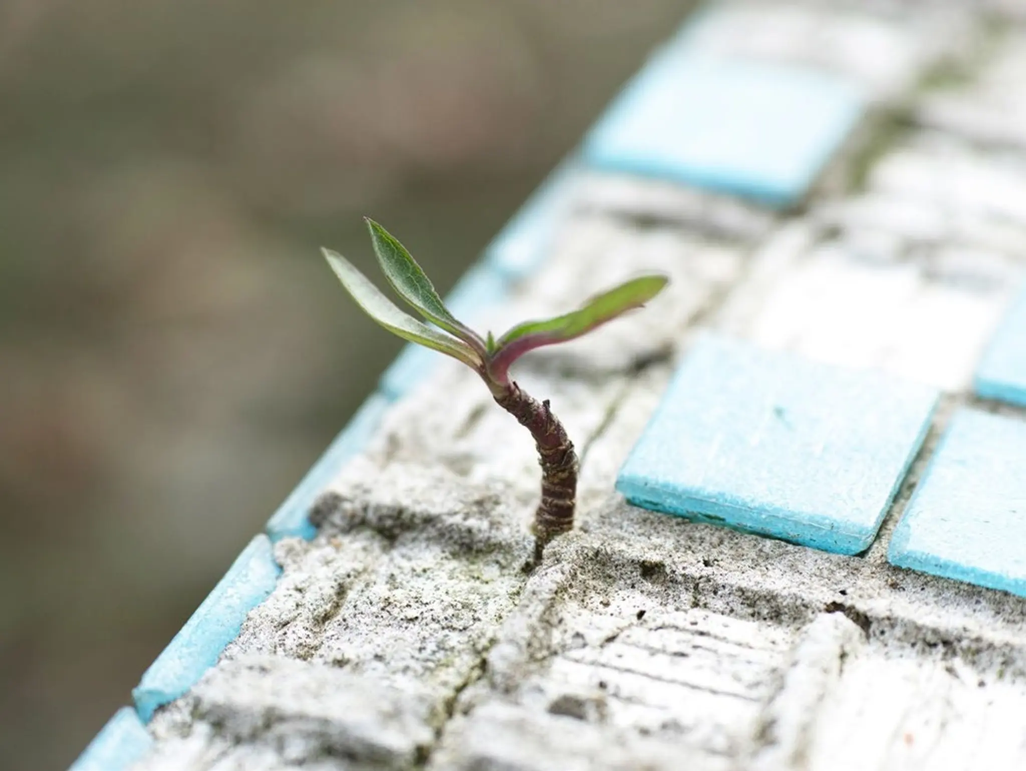 I will survive – Feldenkrais and other strategies that improve your chances