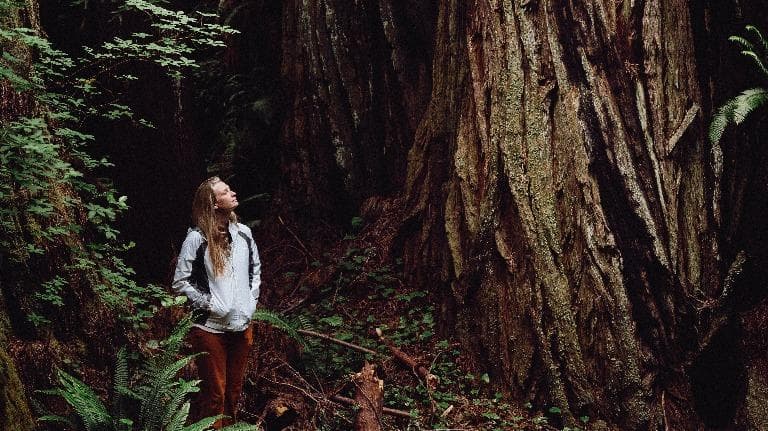 The Silence Of The Redwoods