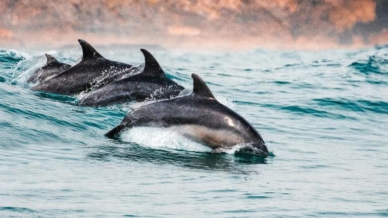 Exploring the Chilled Side  of South Africa