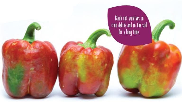 Extending the message on virus and bacterial diseases in vegetables