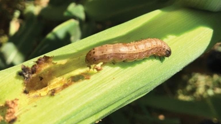 Carnarvon sweet corn