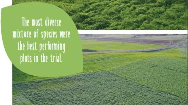 Mixed species cover crops