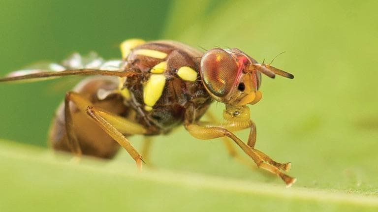 Queensland fruit fly