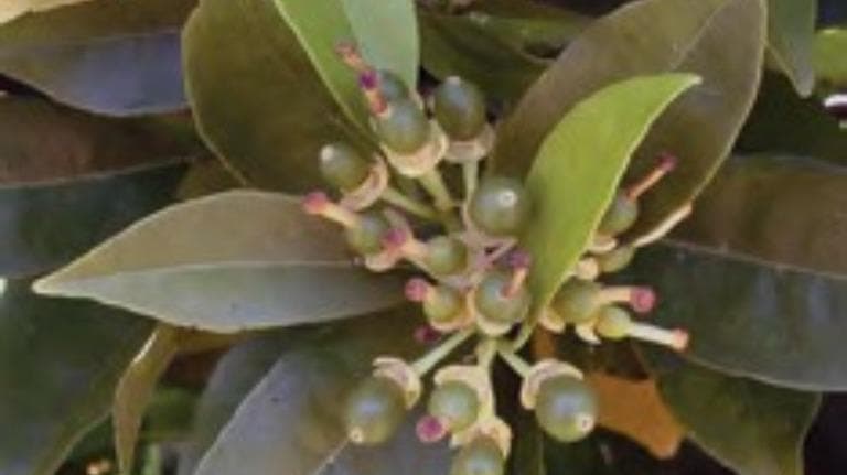 Production calendar arrives in citrus mailboxes