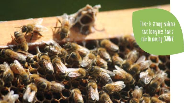 Improved management options for cucumber green mottle mosaic virus