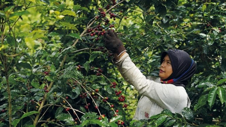 431 ASEAN Capitalization Gayo Coffee จากประวัติศาสตร์สู่ “สินค้าส่งออก”
