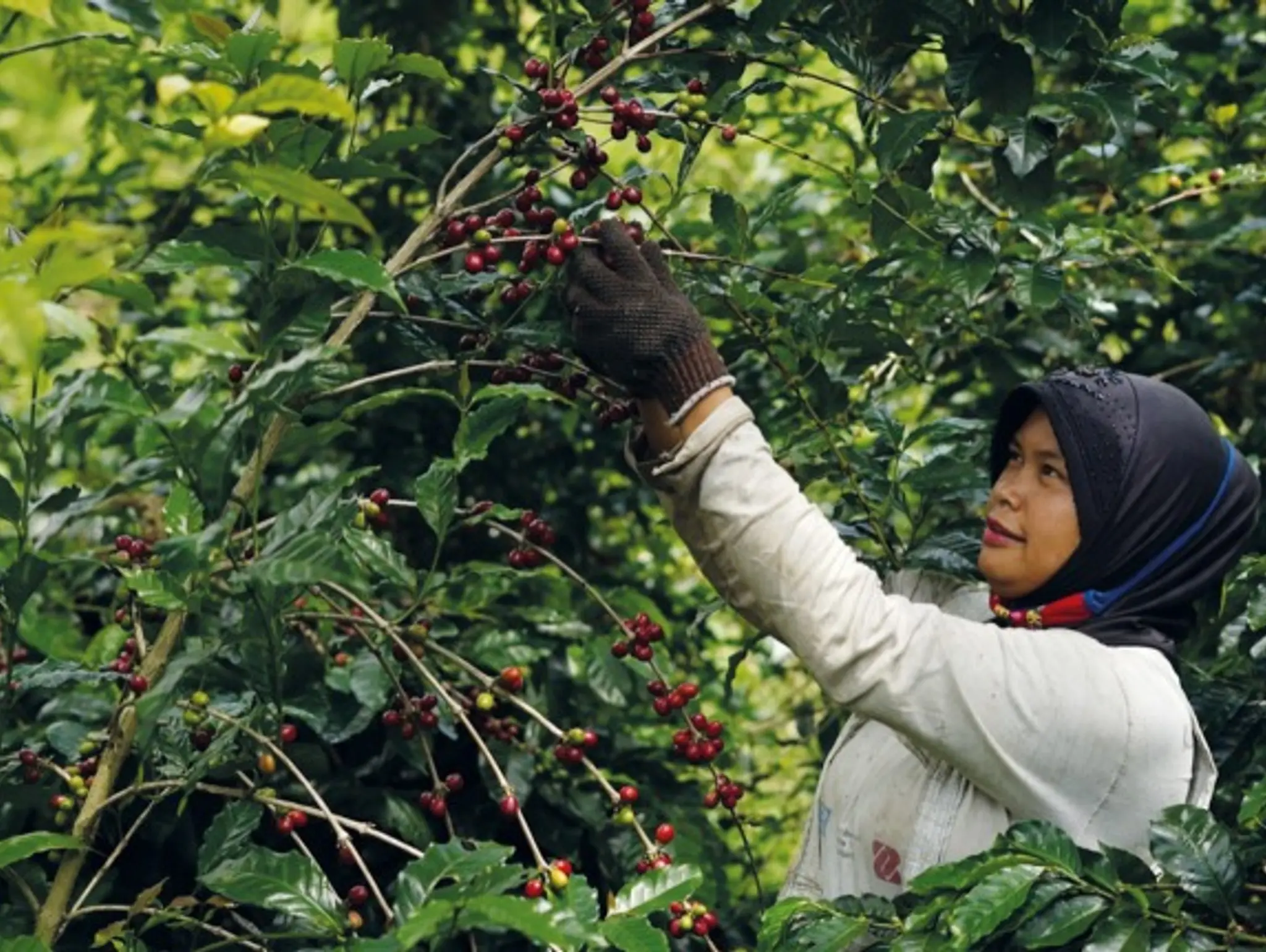 431 ASEAN Capitalization Gayo Coffee จากประวัติศาสตร์สู่ “สินค้าส่งออก”