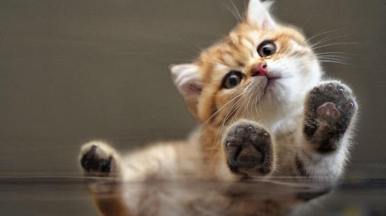 437 ธรรมชาติ ทํามาโชว์ ปริศนาลับของนักย่องเบา