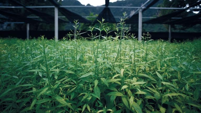 440 ต้นไม้ความหวัง ทางอีกสายสมุนไพรสู้โควิด EP.01