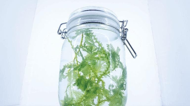 444 ธรรมชาติทำมาโชว์ ดองสีพืช ยืดความฉ่ำ