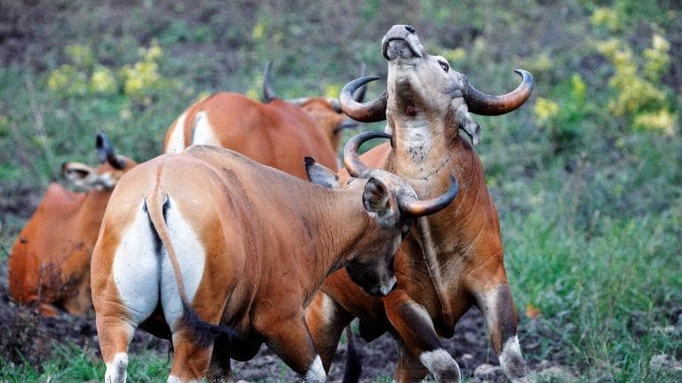 422 wild frame “โคขวิด”