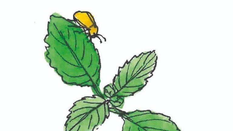 454 ท้ายครัว ดอกกะเพรา กลิ่นหอมที่หายไป