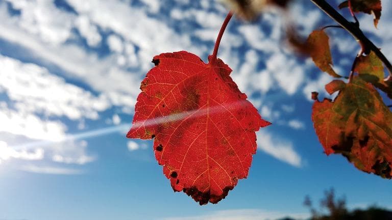 407 โคลง ฉันท์ กาพย์ กลอน ใบเบิกบาน