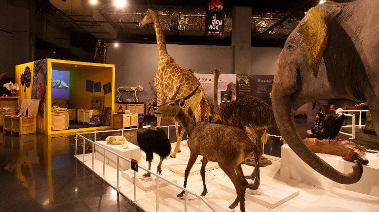 468 ธรรมชาติ ทํามาโชว์ พาเหรดสัตว์ป่า