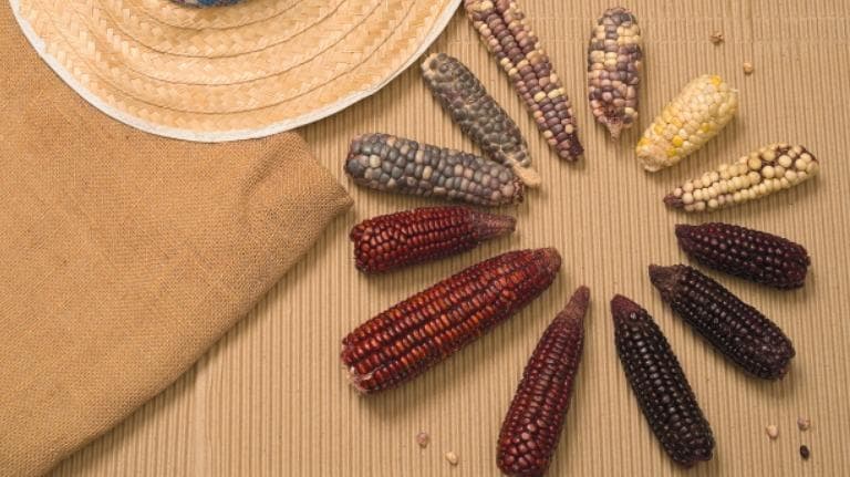 414 ธรรมชาติทำมาโชว์ ข้าวโพดกะเหรี่ยง