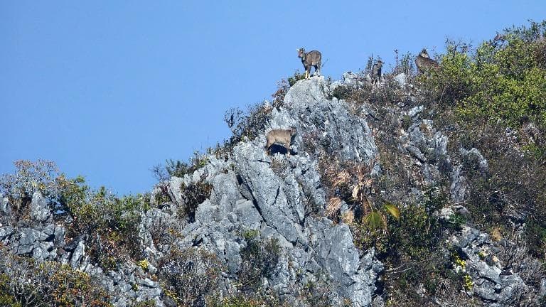 ลองอ่าน 442 เชียงดาว กวางผา ในความทรงจำ