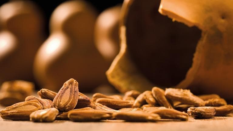 407 Oh ! seed น้ำเต้า (Bottle gourd)