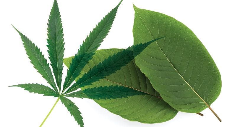 444 พันธุ์ท่อม พันธุ์กัญชา