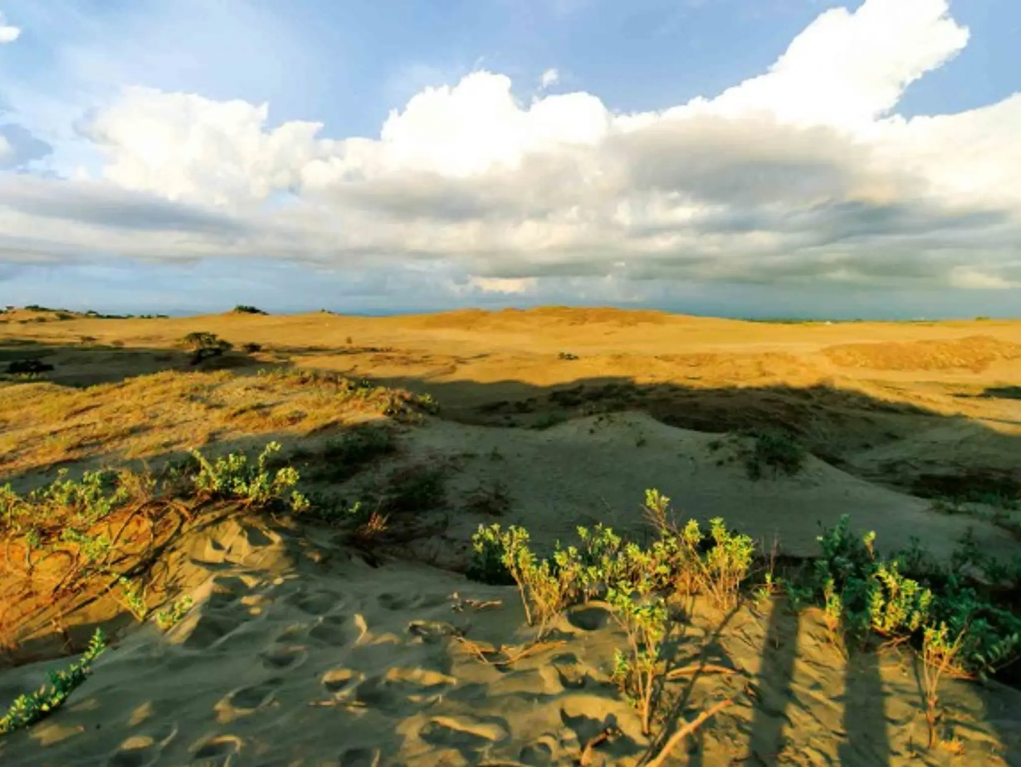452 Number of  the Month Coastal Sand Dune