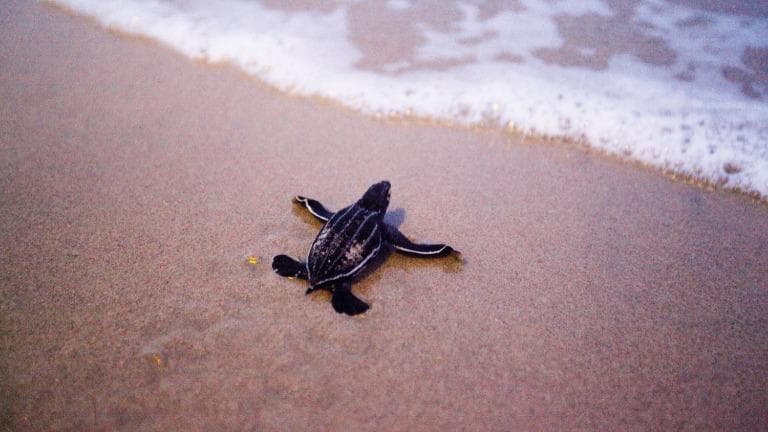 422 โลกใบใหญ่ หนูชื่อเต่ามะเฟือง ลัลลั้ลลา มาม้ามา ออกจากไข่มาลงทะเลกัน