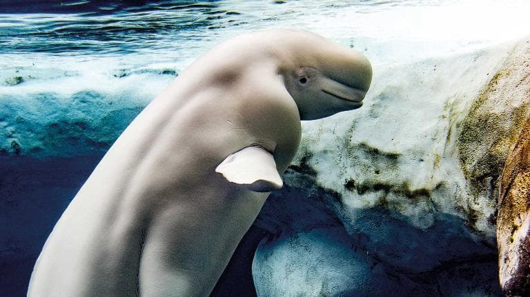 447 พระอภัยมณี แฟนตาซี วิทยาศาสตร์