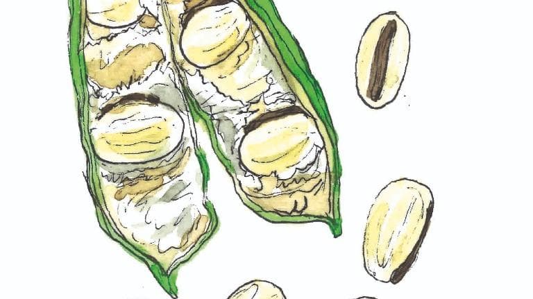 455 ท้ายครัว ถั่วไก่เตี้ย เมล็ดสดรสอร่อย