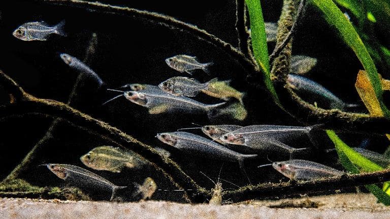 447 ธรรมชาติ ทํามาโชว์ น้ำใสไหลเย็น เห็นตัวปลา