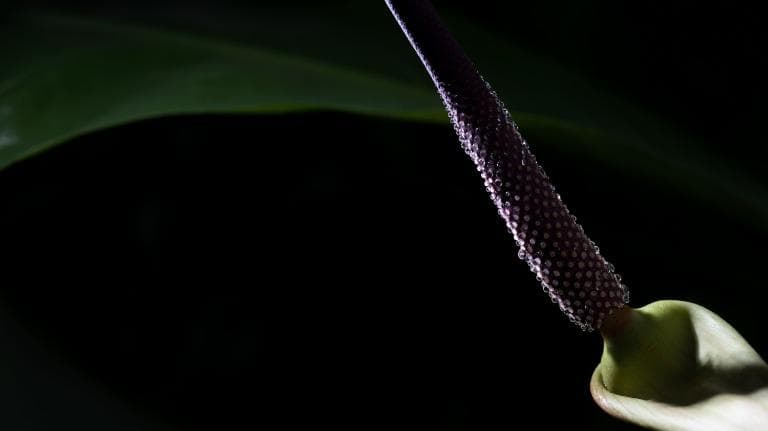 440 ธรรมชาติ ทํามาโชว์ น้ำดอกไม้