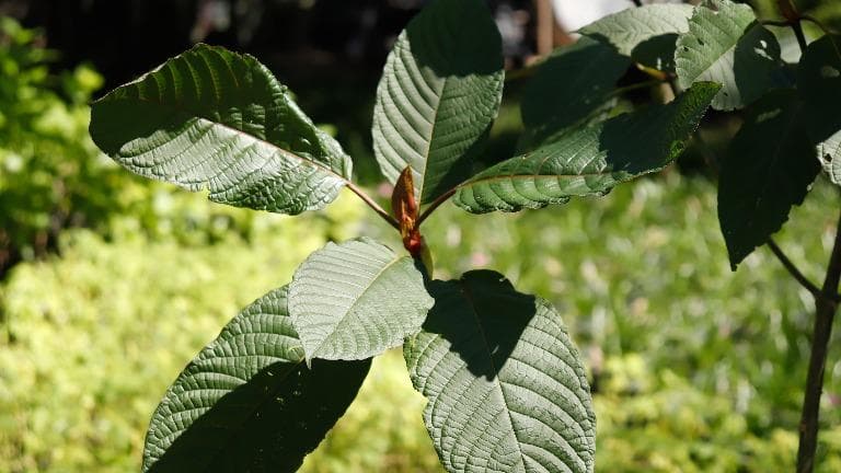 444 กระท่อม การกลับมาของยาต้องห้าม ภาค ๑