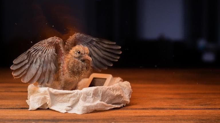 438 ธรรมชาติ ทํามาโชว์ ลูกนกตกรัง