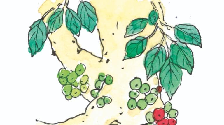 440 ท้ายครัว ผักยืนต้นบนถนนกัลปพฤกษ์