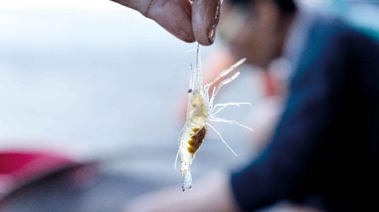 455 กะปิกุ้งฝอยของอร่อยจากท้องนา