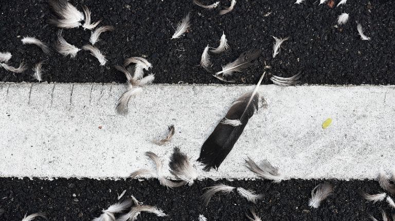 441 ปลด ปล่อย  เปล่า ร่องรอยเหยื่อ