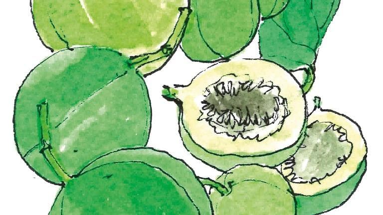 446 มาเรามา ลองมองหา ผักอีนูน