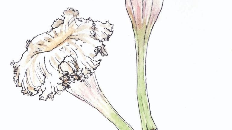 460 ท้ายครัว แคแตร แคนา โอชาแห่งท้องทุ่ง