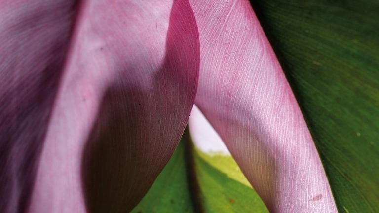 431 Urban Forest ไม้ใบที่รัก EP.01