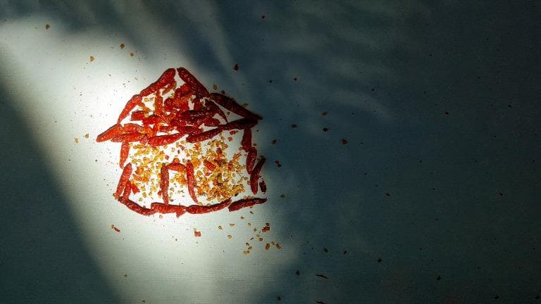 436 ธรรมชาติทำมาโชว์ พริกกะเหรี่ยง