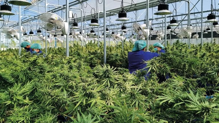 444 กัญชา การกลับมาของยาต้องห้าม ภาค ๑