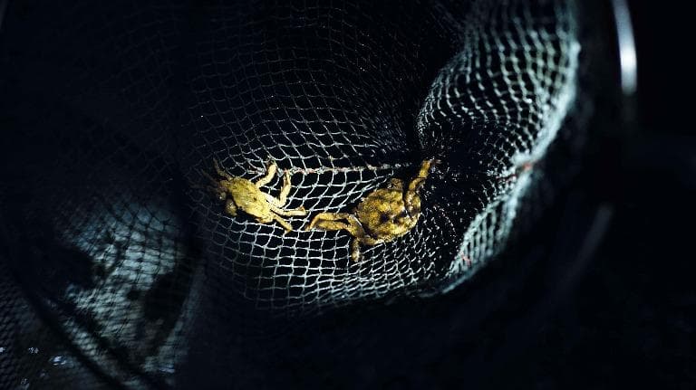 455 ฤดูปูแป้นดอง ของดีบางปะกง