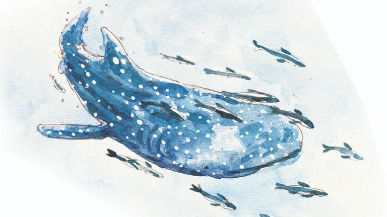 399 วาดเมือง เกาะเต่า  เกาะนางยวน