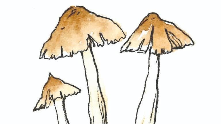 452 ท้ายครัว เข้าป่าหาเห็ดปลวกจิก