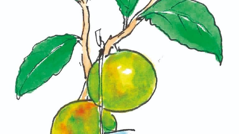 441 ท้ายครัว จากบางมดถึงหนองเสือ สวนส้มอินทรีย์เมืองปทุมธานี