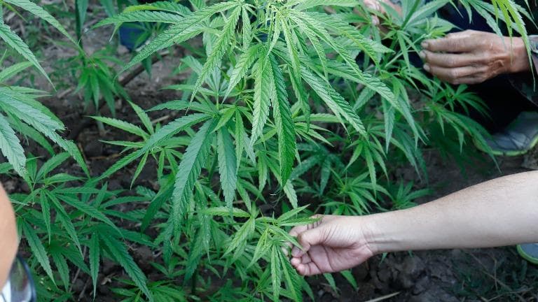 444 กัญชา การกลับมาของยาต้องห้าม ภาค ๒