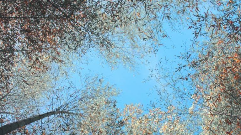 399 วูบไหว ทะยานไหวเวิ้งฟ้า