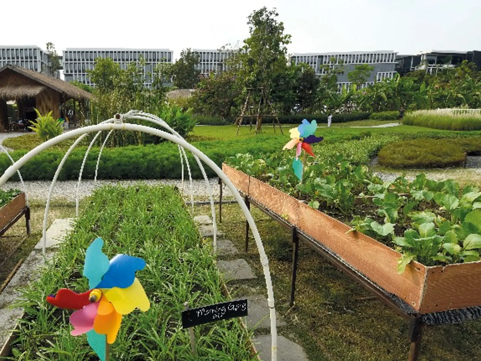 445 สวนผักหลงบัานที่ (กรุง) เทพ ไม่ได้สร้างให้ Sansiri Backyard