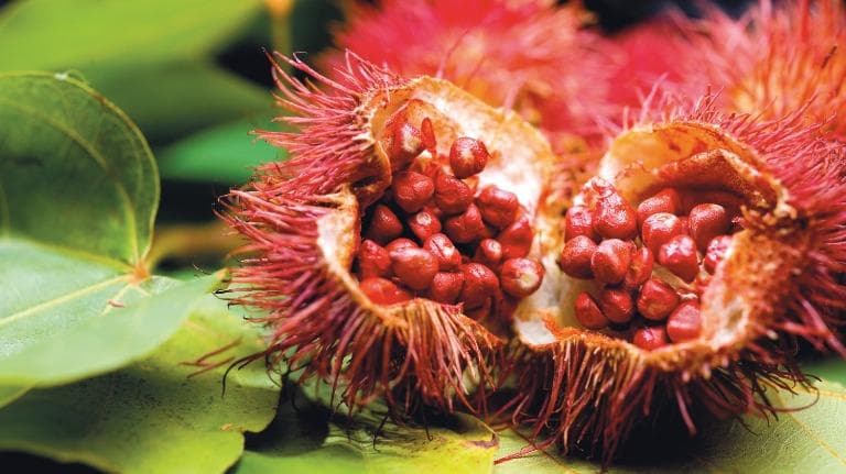 399 Oh ! seed คำแสด (Annatto tree)
