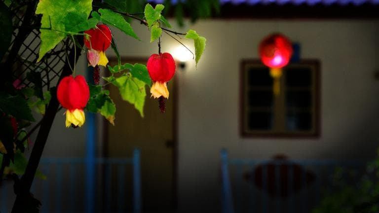 431 ธรรมชาติ ทํามาโชว์ ฤดู (เทศ) กาล โคมจีน