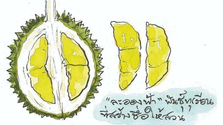 412 ท้ายครัว สวนละอองฟ้าทุเรียนสวนเรา