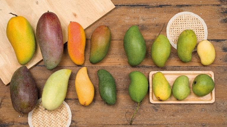 412 ธรรมชาติ ทำมาโชว์มามุง “มะม่วง” ผลไม้เนื้อหอม