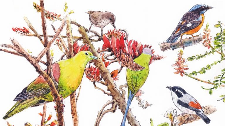 465 วาดเมือง ชมนกชมดอกไม้